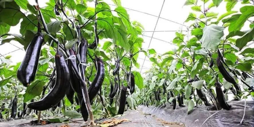 植物也喜欢听音乐，红皎阳声波助长仪