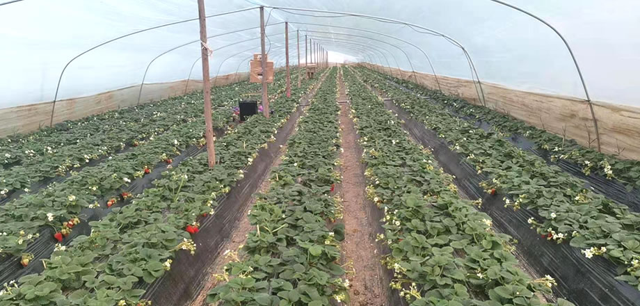 西安市长安区210国道草莓大棚安装激光补光灯现场