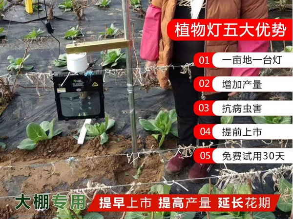 想种好辣椒茄子西红柿离不开植物补光灯