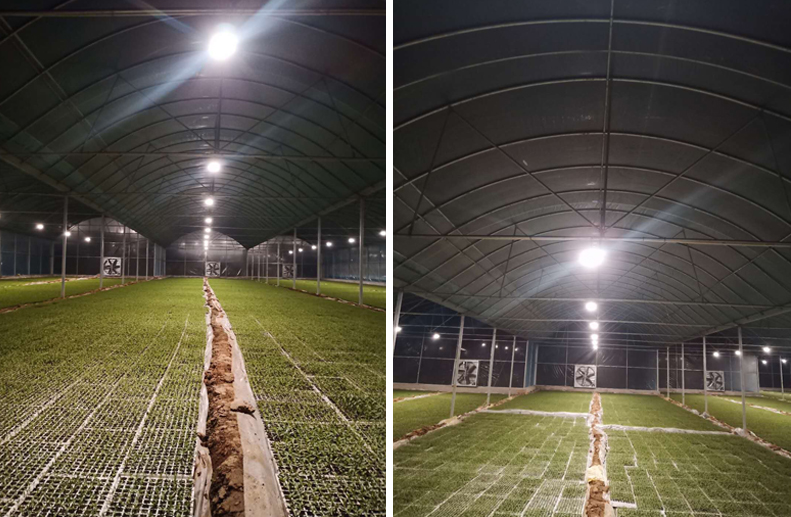 激光植物生长灯于高压钠灯的区别