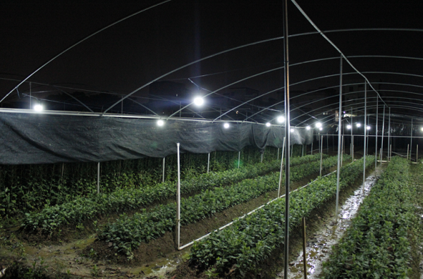 西红柿补光灯用什么灯最好？