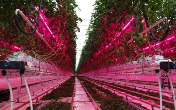 室内种植选择植物补光灯,一定要注意的一点