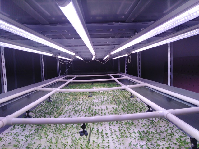 冬天育苗补光用什么灯